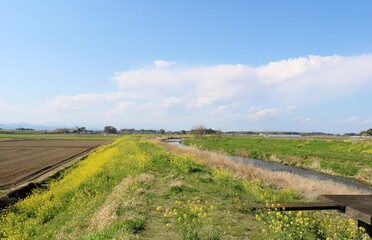 Fototapeta premium のどかな春の風景