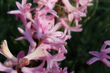 close up of pink flower