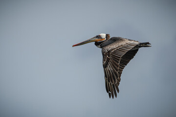 2021-04-07 A BROWN PELICAN IN FLIGHT OVER LA JOLLA CALIFORNIA