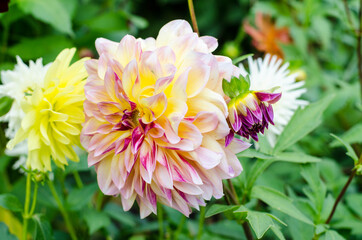 dahlia flower