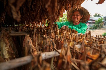 Agriculture farmers family select and harvest tobacco leaves to incubate naturally in the barn....