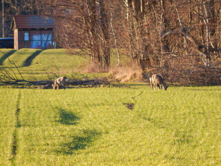 deer in the field