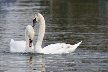 The couple of swans. Loving swans forming a heart.