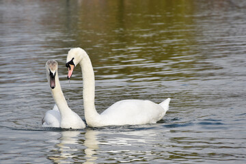 The couple of swans. Loving swans forming a heart.