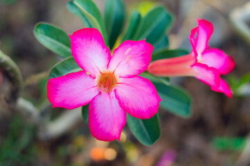 Pink bignonia flowers or Adenium flower,Adenium multiflorum,Pink Desert rose flower in the garden with blurry green leaf.beautiful pink azalea flower in garden.Desert rose.