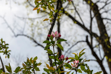 林業試験場樹木公園のハナカイドウ