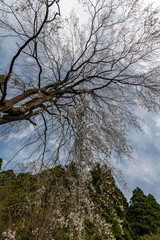 林業試験場樹木公園の紅枝垂桜