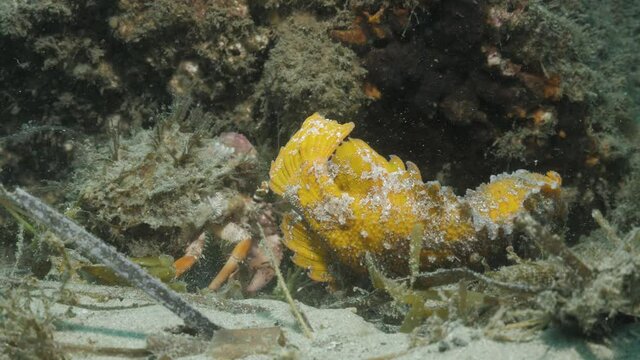 Underwater footage of an altercation between a decorative Hermit crab chasing a rare Yellow Velvet fish displaying unique animal behavior of marine creatures