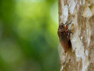Cicada or Metamorphosis is the signal of summer season.