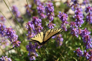 Two-Tailed Swallowtail (Papilio multicaudata) butterfly on purple wildflowers in Beartooth Mountains, Montana