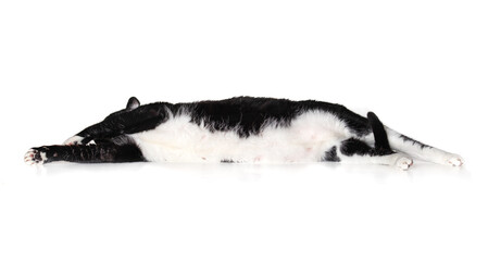 Cat lying stretched out sideways. Overweight large black and white male cat in relaxed and exposed belly pose while wagging the tail. Isolated on white.