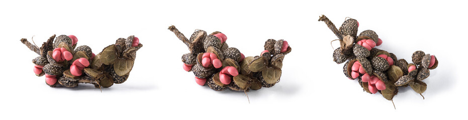 pinkish red, glossy seeds and seed pod of magnolia champaca or champak tree, commony called as joy perfume tree or yellow jade orchid tree or himalayan champaca, birds attracting seeds  © Shamil