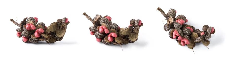 Keuken spatwand met foto pinkish red, glossy seeds and seed pod of magnolia champaca or champak tree, commony called as joy perfume tree or yellow jade orchid tree or himalayan champaca, birds attracting seeds  © Shamil