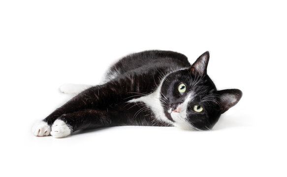 Tuxedo cat lying stretched out and looking at camera, front view. Large black and white male cat in relaxed and exposed pose. Isolated on white. Selective focus.