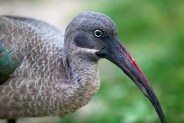 Hadada Ibis Bird