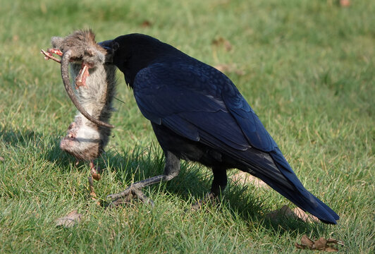 Closeup shot of a black crow carrying a dead rat with its beak