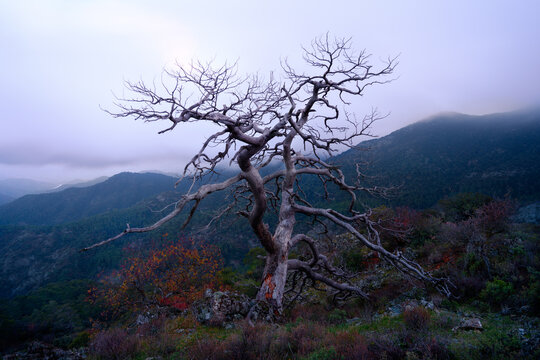 Old tree and plants on the mountains on a cloudy day