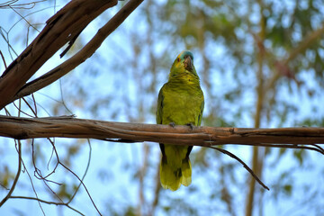 turquoise-fronted amazon (Amazona aestiva) in the wild