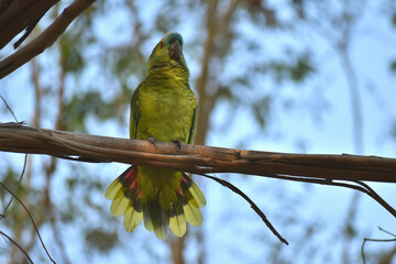 turquoise-fronted amazon (Amazona aestiva) in the wild