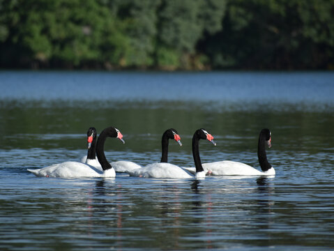 group of black-necked swans (Cygnus melancoryphus) in Buenos Aires