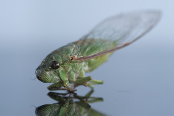 A close-up of the cicada on reflective surface with focus on its head area. Selective focus points. Blurred background