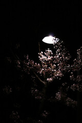 Beautiful spring flower cherry blossoms, Sakura Flower With Beautiful Nature Background