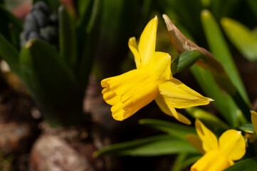 the yellow blossom of a dwarf narcissus plant