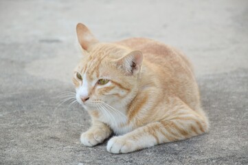 Naklejka na ściany i meble close up cute cat on cement floor