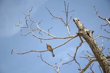 close up small bird on branch tree