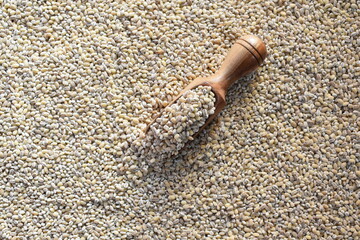 Raw whole dried hulled Barley