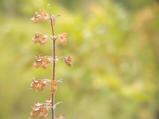 buds of a tree
