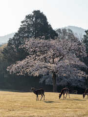 奈良公園の鹿と桜の風景