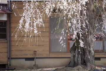 庭のしだれ桜と日本家屋/A weeping cherry at the garden of Japanese traditional house