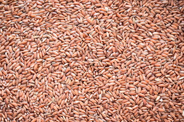 Raw whole dried red color rice