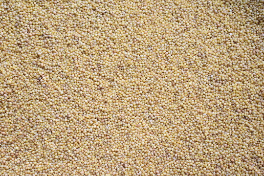 Raw whole dried Foxtail millet