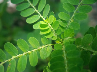 Meniran leaves or Phyllanthus urinaria. This leaf is usually used by Indonesian people as a traditional medicinal herb