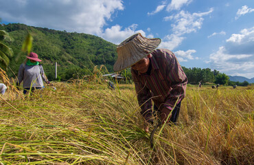 Asian farmers are harvesting in the rice fields harvesting seasonal. Agricultural workers working in rice fields Traditional and organic crop harvesting, planting, agriculture