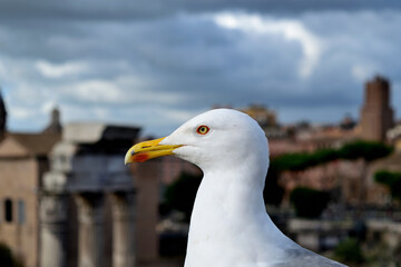 close up of seagull in the city at roman forum - Rome, Italy