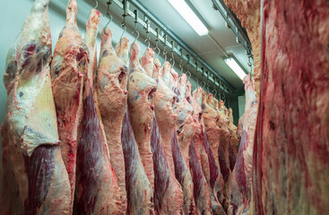 Cattles cut and hanged on hook in a slaughterhouse. Halal cutting.Cow meal in slaughter house.Slaughterhouse meat processing plant cut marble beef.A lot of frozen carcasses hanging in hook cold store.