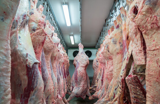 A lot of half cow chunks fresh hung and arranged in a row in a large fridge in the fridge meat industry. Cow meal in a slaughter house