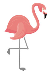 flamingo tropical bird
