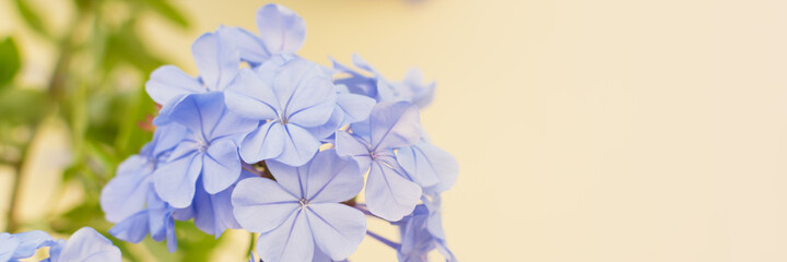 Beautiful purple flower on light background. Beauty in nature. Selective focus. Floral background. Banner.