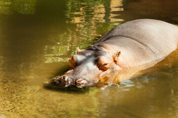 Fototapeta premium Hipopotamo del nilo en el agua, nadando.