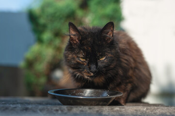 Black-brown long-haired cat eats food on the street and looks at the camera.