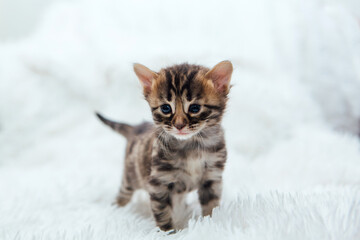 Fototapeta na wymiar Cute dark grey charcoal bengal kitten on a furry white blanket.
