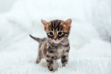 Cute dark grey charcoal bengal kitten on a furry white blanket.