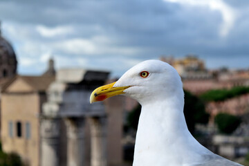 close up of seagull in the city at roman forum - Rome, Italy