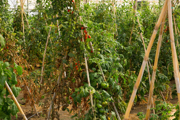 Image of seedlings and tomatoes growing on branch in hothouse