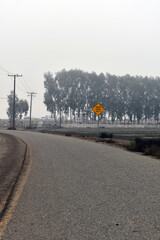 Vertical shot of an foggy road