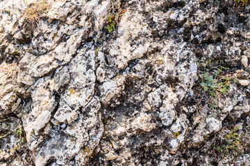 Rocky surface, sprouted by bushes of plants
